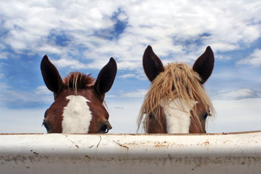 Horses Lift Spirits of Veteran Amputee